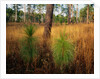 Pine Trees in Tall Grass by Anonymous