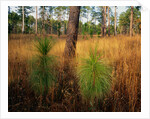 Pine Trees in Tall Grass by Anonymous