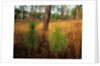 Pine Trees in Tall Grass by Anonymous