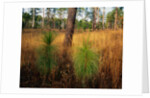 Pine Trees in Tall Grass by Anonymous