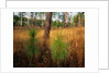 Pine Trees in Tall Grass by Anonymous