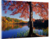 Red Maple on Lookout Lake by Anonymous