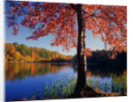 Red Maple on Lookout Lake by Anonymous