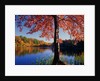 Red Maple on Lookout Lake by Anonymous