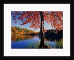 Red Maple on Lookout Lake by Anonymous