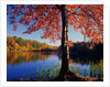 Red Maple on Lookout Lake by Anonymous
