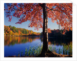 Red Maple on Lookout Lake by Anonymous