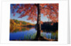 Red Maple on Lookout Lake by Anonymous