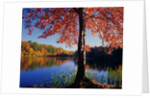 Red Maple on Lookout Lake by Anonymous
