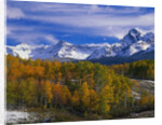 Golden Aspens and Mount Sneffels by Anonymous