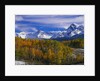 Golden Aspens and Mount Sneffels by Anonymous