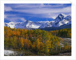 Golden Aspens and Mount Sneffels by Anonymous