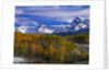 Golden Aspens and Mount Sneffels by Anonymous