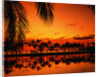 Palm Tree Silhouettes at Sunset by Anonymous