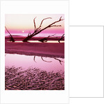 Boneyard Beach on Wassaw Island by Anonymous