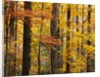 Hardwood Forest in Autumn by Anonymous