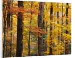Hardwood Forest in Autumn by Anonymous