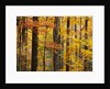 Hardwood Forest in Autumn by Anonymous