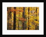 Hardwood Forest in Autumn by Anonymous