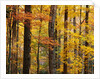 Hardwood Forest in Autumn by Anonymous