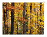Hardwood Forest in Autumn by Anonymous