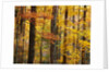 Hardwood Forest in Autumn by Anonymous