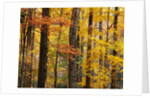 Hardwood Forest in Autumn by Anonymous