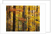 Hardwood Forest in Autumn by Anonymous