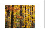 Hardwood Forest in Autumn by Anonymous
