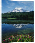 Reflection of Snowcovered Mount Rainier on Reflection Lake by Anonymous