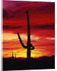Saguaro Cactus Silhouetted at Sunset by Anonymous