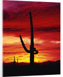 Saguaro Cactus Silhouetted at Sunset by Anonymous
