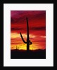 Saguaro Cactus Silhouetted at Sunset by Anonymous