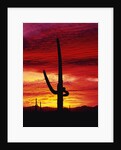 Saguaro Cactus Silhouetted at Sunset by Anonymous