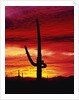 Saguaro Cactus Silhouetted at Sunset by Anonymous