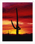 Saguaro Cactus Silhouetted at Sunset by Anonymous
