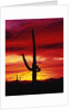 Saguaro Cactus Silhouetted at Sunset by Anonymous