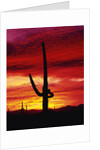 Saguaro Cactus Silhouetted at Sunset by Anonymous