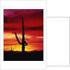 Saguaro Cactus Silhouetted at Sunset by Anonymous