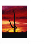 Saguaro Cactus Silhouetted at Sunset by Anonymous