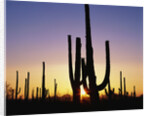 Silhouettes of Saguaro Cacti at Sunset by Anonymous