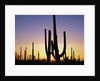 Silhouettes of Saguaro Cacti at Sunset by Anonymous