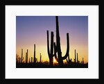 Silhouettes of Saguaro Cacti at Sunset by Anonymous