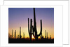 Silhouettes of Saguaro Cacti at Sunset by Anonymous