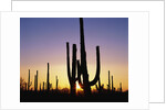 Silhouettes of Saguaro Cacti at Sunset by Anonymous