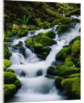 Moss-Covered Boulders at Sol Duc Falls by Anonymous