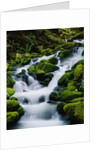 Moss-Covered Boulders at Sol Duc Falls by Anonymous
