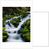 Moss-Covered Boulders at Sol Duc Falls by Anonymous