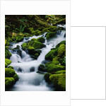 Moss-Covered Boulders at Sol Duc Falls by Anonymous