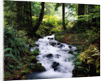 Olympic National Park Stream by Anonymous